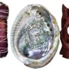 Kit Sahumerio 10-12 cm Salvia Apiana con Pétalos de Rosa Californiana, Concha Abulón Abalone 10-12 cm Más Trípode, Incienso para Quemar y Purificar el Ambiente 100% Natural y Ecológico