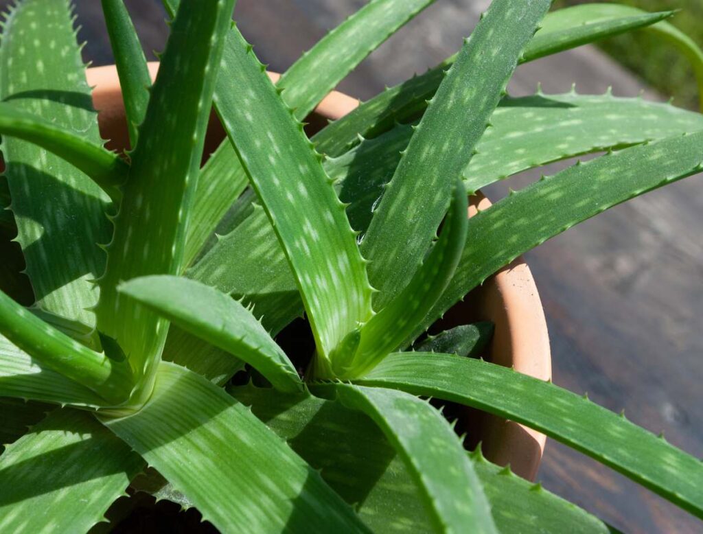 Comprar aloe vera para la salud cutánea y cicatrizante 8 aloe vera