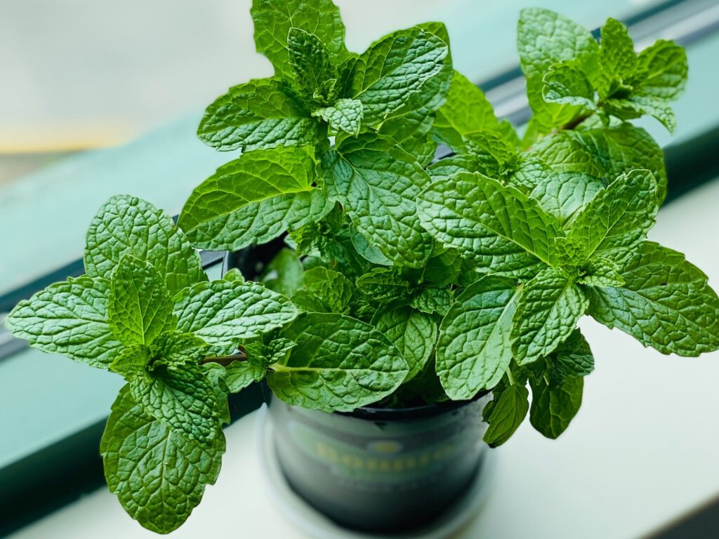 Menta para la digestión y mal aliento 1 la menta