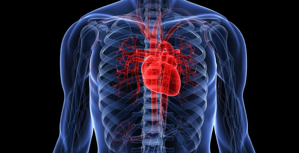 Comprar muérdago para la salud cardiovascular 6 salud cardiovascular 1