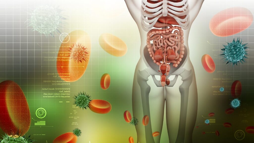 Comprar hinojo para la salud digestiva y femenina 2 salud digestiva