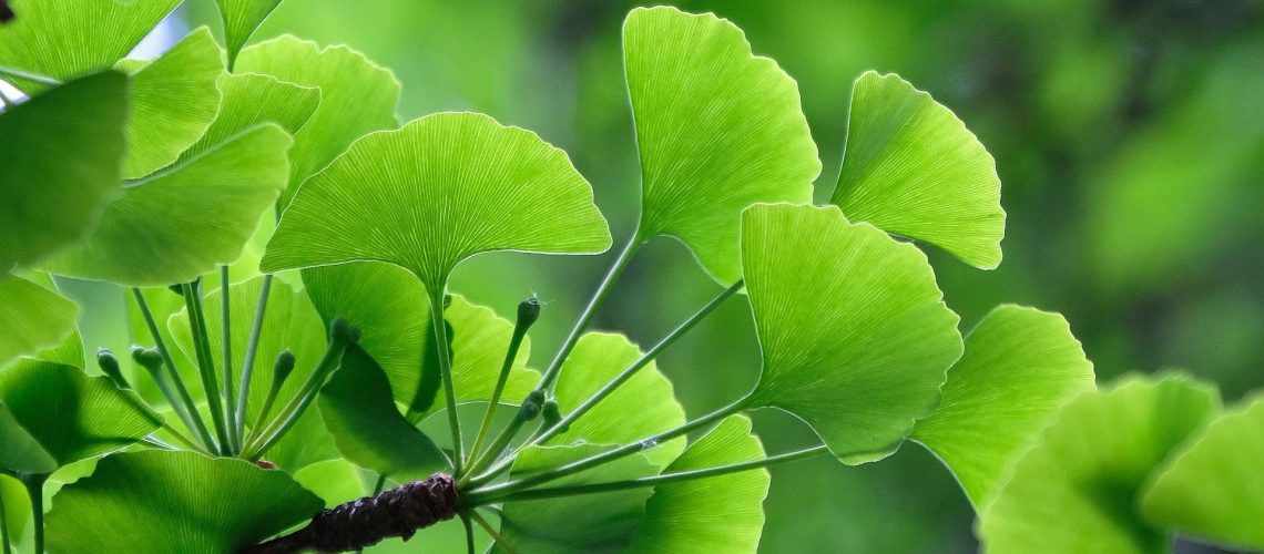 ginkgo-biloba